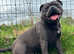 Top quality blue Staffordshire bull terrier