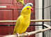 Stunning yellow Indian ringnick parrot