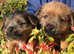 Norfolk terrier puppies Last Boy Available