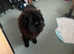 Chow chow