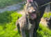 9 month lurcher boy for sale