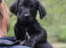 Springador puppies **last 2