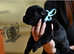 SHOW LINES BLACK LONGHAIRED GSD PUPPIES KC REGISTERED