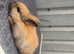 Rabbits for sale