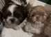 Imperial ShihTzu puppies