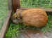 Gorgeous Guinea Pigs for Sale - Boars & Sows, Under 1 Year Old