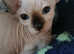 Peter Bakd/ Bambino kittens sphynx