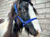 Super Sweet Cob Colt to make 13.2