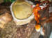 Female Corn Snake & Starter Viv Setup