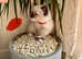 Ragdoll kittens for sale