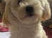 Bichon frise cross Maltese