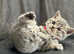 Full pedigree British Short Hair kittens