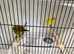 Fife canaries for sale