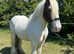 15hh 10yo ride & drive HW gypsy cob gelding
