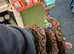 Brazilian rainbow boa