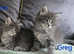 Maine coon kittens