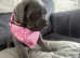 Last 2 beautiful cane corso girls
