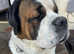 KC registered gentle giant