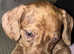 stunning girl left miniature dachshund