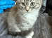 Half Ragdoll kittens available for new home