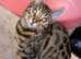 Bengal cats for sale Tica registered