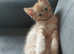 Ginger boy,Ready to change home