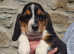 BASSET HOUND PUPPIES