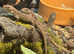 Baby Jewelled Lacerta lizards