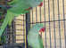 Stunning young alexandrine parrot