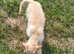 Golden Male Jack-A-Poo Puppy
