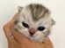 Silver Tabby  British Shorthair Female
