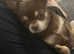 coco my female is looking for a stud
