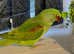 Stunning young alexandrine parrot