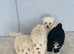 Maltipoo puppies