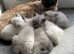Ragdoll kittens