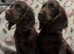 Stunning Choclate cocker spaniel puppy's
