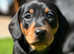 Kc registered Miniature dachshunds