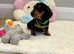 Miniature dachshund puppies