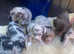 Jackapoo merle puppies