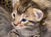 Stunning F5 tica Savannah kitten fully vet checked