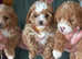Top Quality jackapoo puppies ready now!!