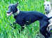 1 Beddy whippet boy PRICE REDUCED