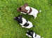 PRICE DROP! READY TO GO! 5 REMAINING! KC REG English Springer Spaniel Puppies. Fantastic working lines!
