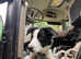 1 year old Collie to rehome