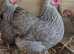 Outstanding SILVER PENCILED WYANDOTTE BANTAM TRIO