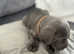 Last 2 beautiful cane corso girls