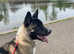 9 month old Male American Akita for rehome
