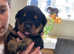 6 puppies left