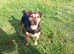 Jack Russell Spayed Adult Female