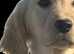 Health tested KC registered Golden Retriever Puppies